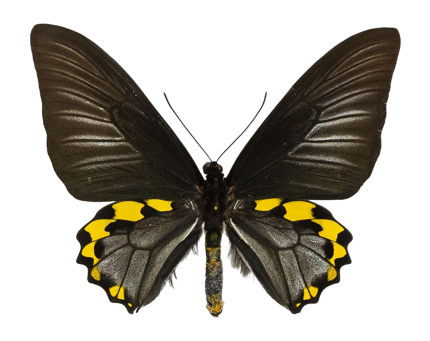 Troides hypolitus hypolitus — PAPILIONIDAE/PAPILIONINAE/Troidini/Ripponia hypolitus.jpg