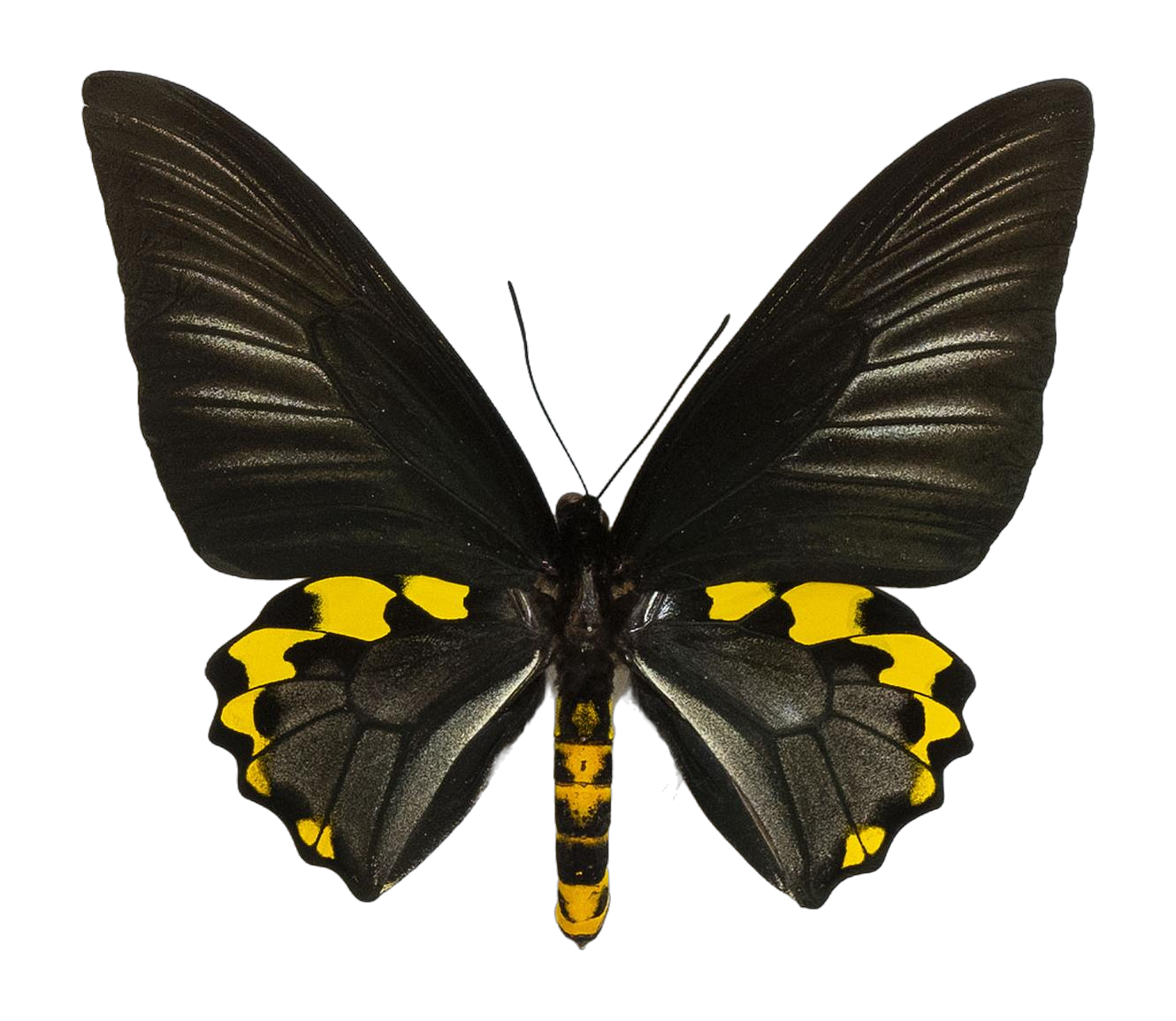 Troides hypolitus hypolitus — PAPILIONIDAE/PAPILIONINAE/Troidini/Ripponia hypolitus.jpg