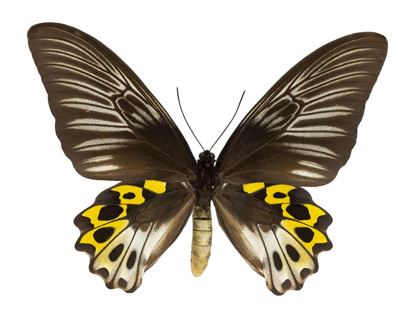 Troides hypolitus hypolitus — PAPILIONIDAE/PAPILIONINAE/Troidini/Ripponia hypolitus.jpg