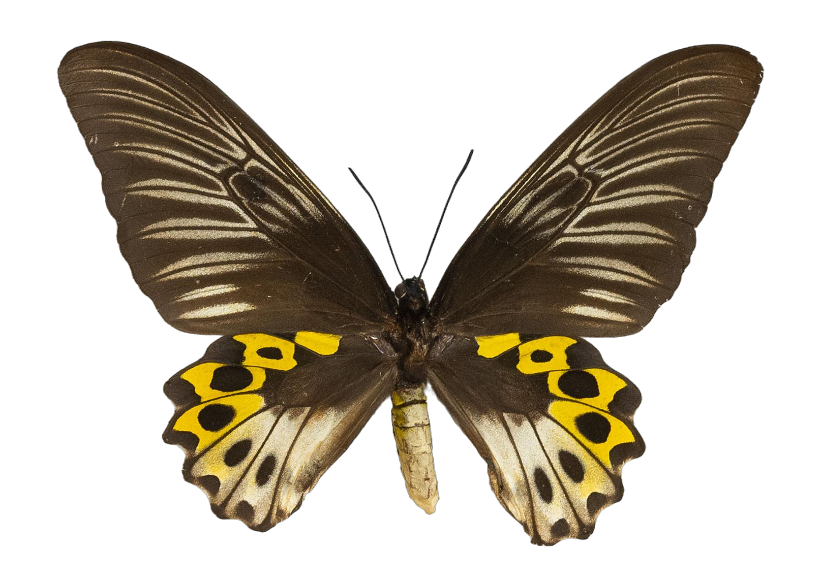 Troides hypolitus hypolitus — PAPILIONIDAE/PAPILIONINAE/Troidini/Ripponia hypolitus.jpg