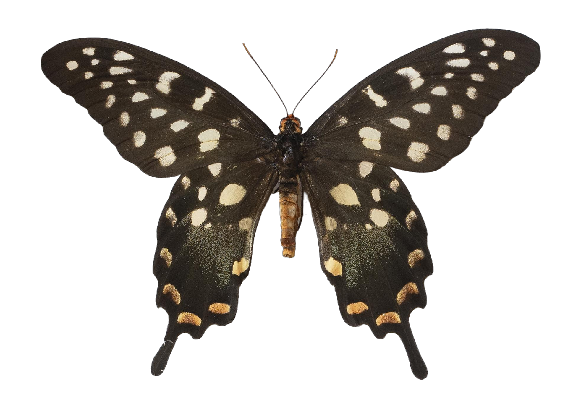 Pharmacophagus antenor — PAPILIONIDAE/PAPILIONINAE/Troidini/Pharmacophagus antenor.jpg