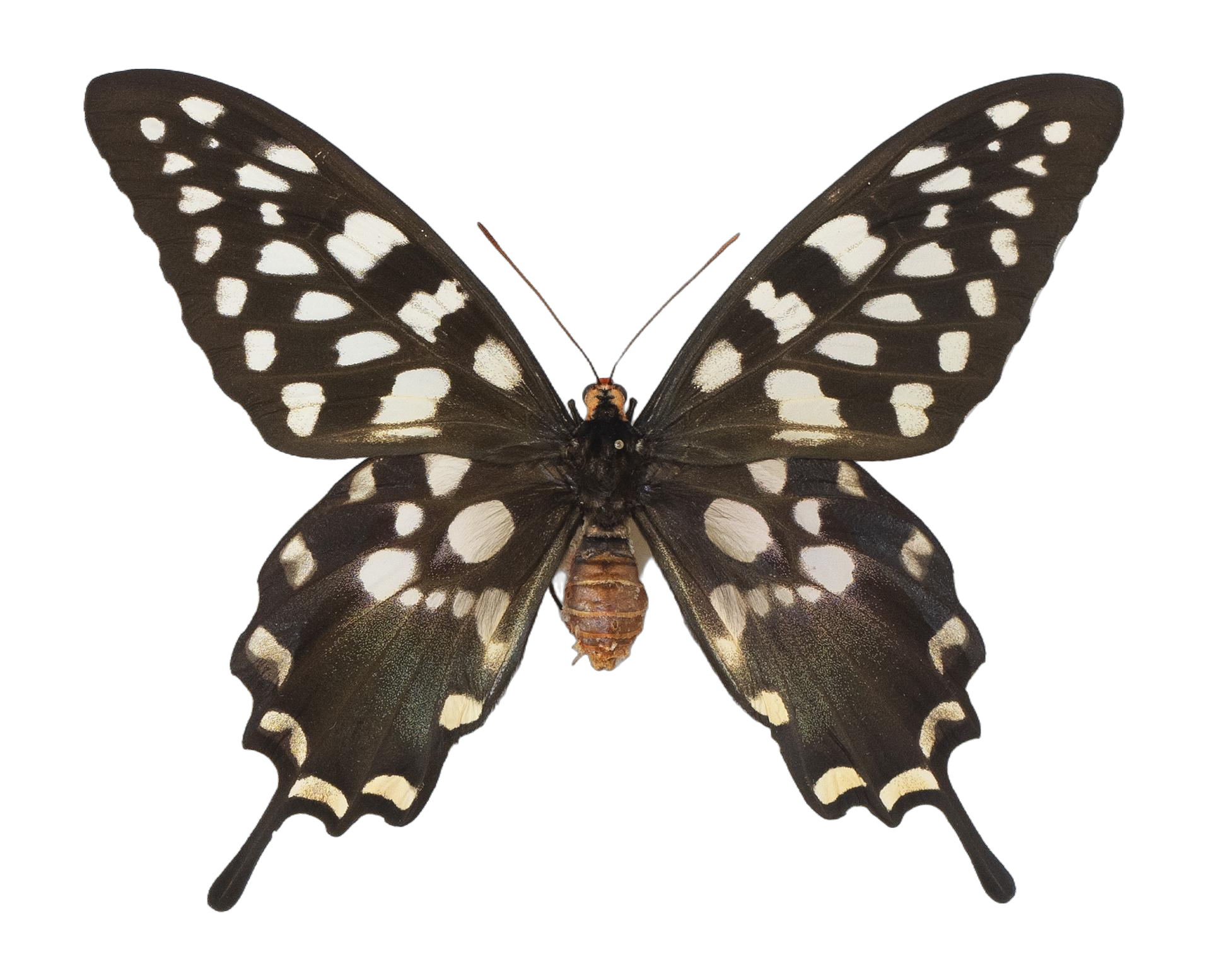 Pharmacophagus antenor — PAPILIONIDAE/PAPILIONINAE/Troidini/Pharmacophagus antenor.jpg