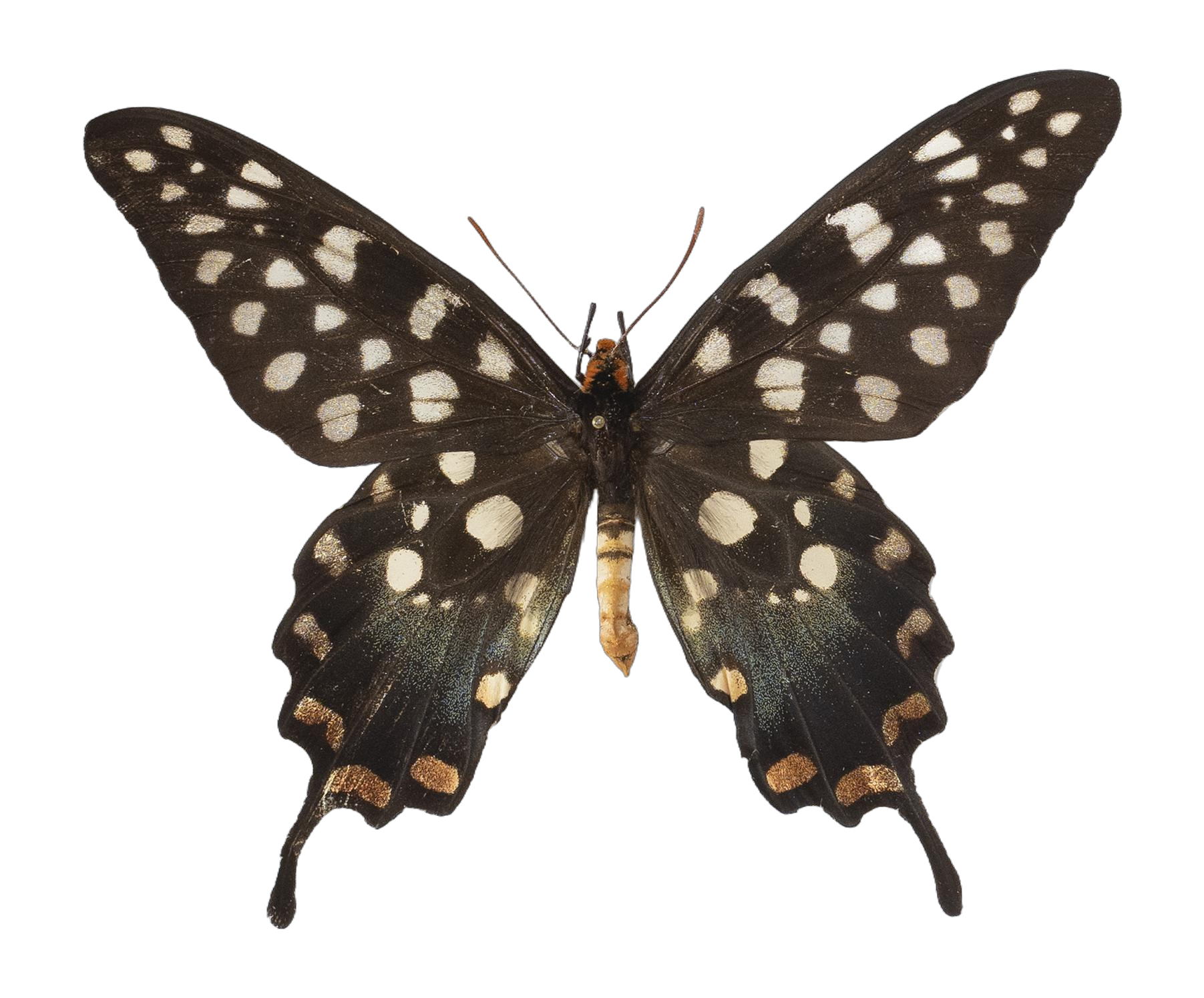 Pharmacophagus antenor — PAPILIONIDAE/PAPILIONINAE/Troidini/Pharmacophagus antenor.jpg