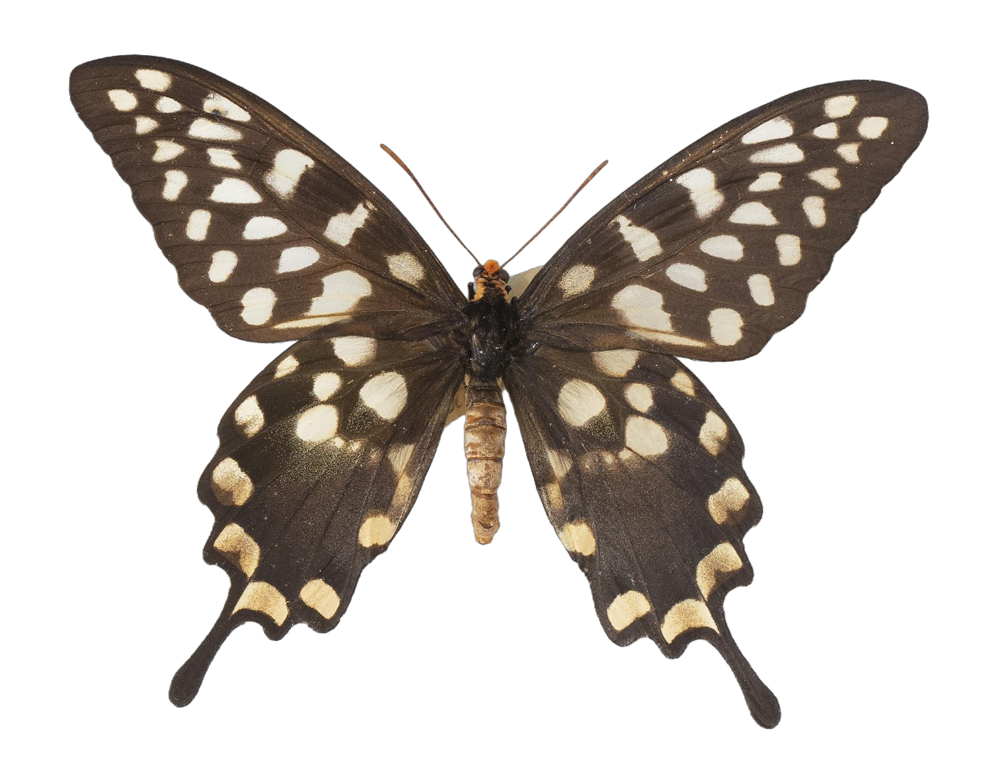 Pharmacophagus antenor — PAPILIONIDAE/PAPILIONINAE/Troidini/Pharmacophagus antenor.jpg
