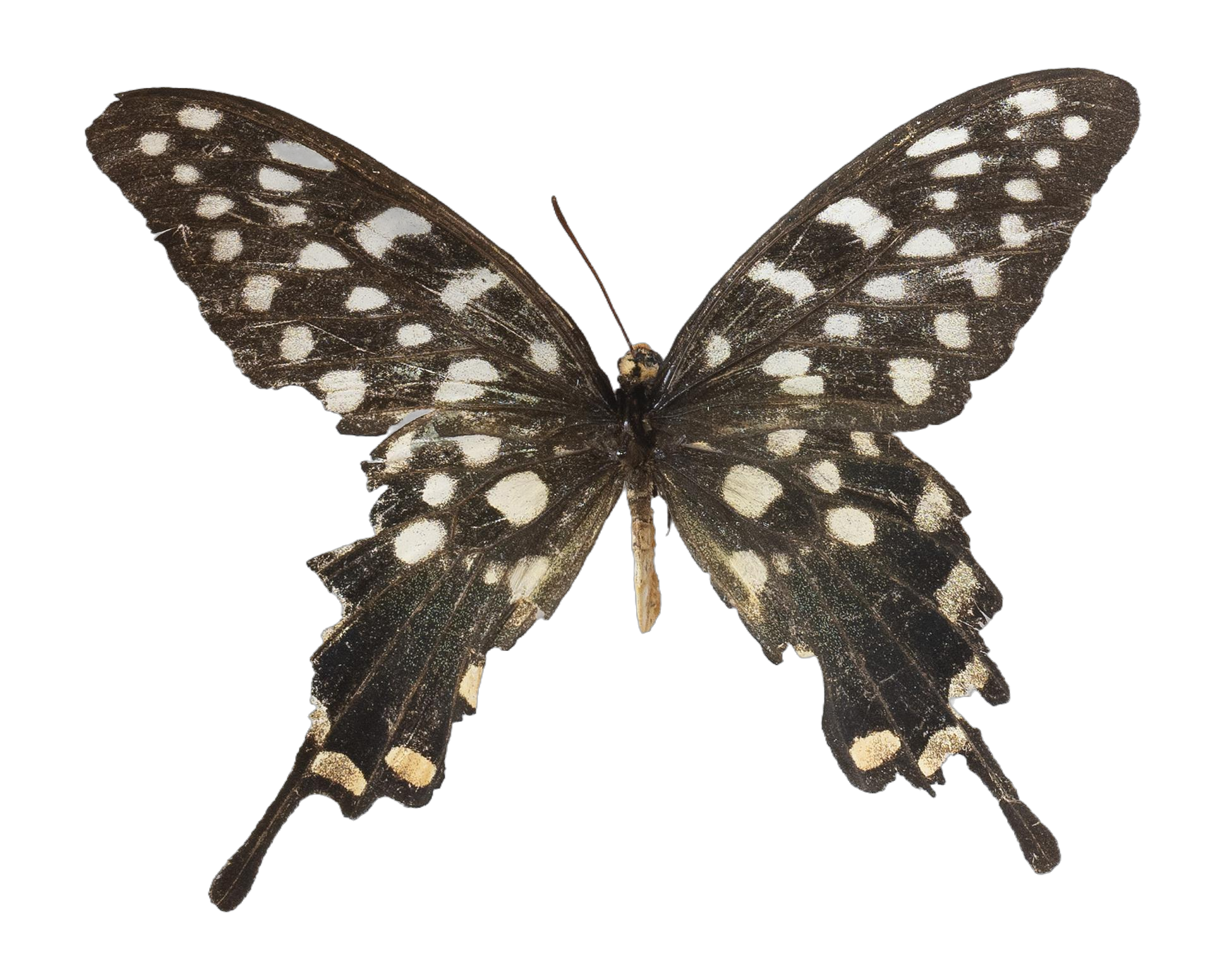 Pharmacophagus antenor — PAPILIONIDAE/PAPILIONINAE/Troidini/Pharmacophagus antenor.jpg