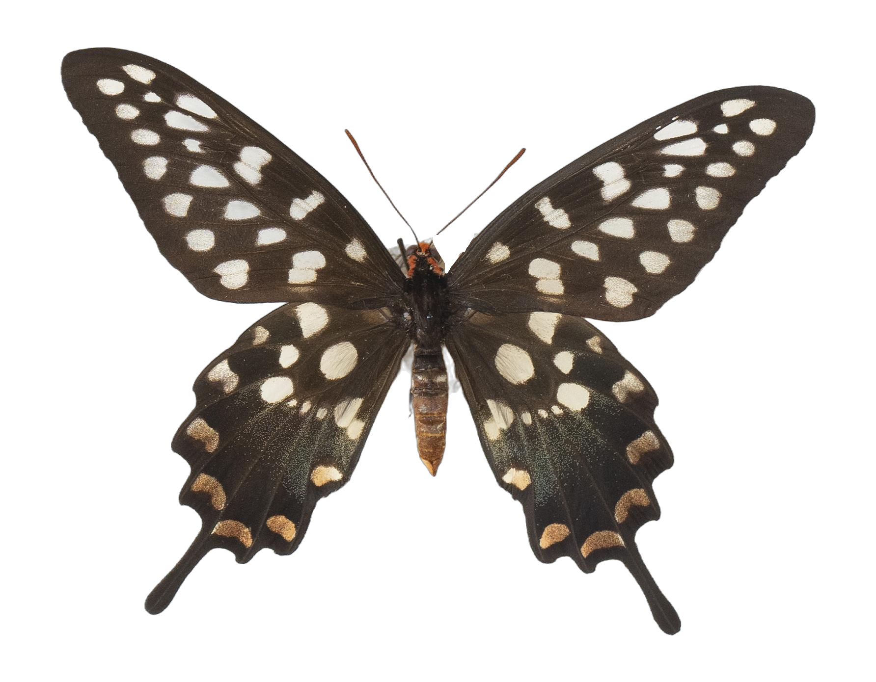 Pharmacophagus antenor — PAPILIONIDAE/PAPILIONINAE/Troidini/Pharmacophagus antenor.jpg