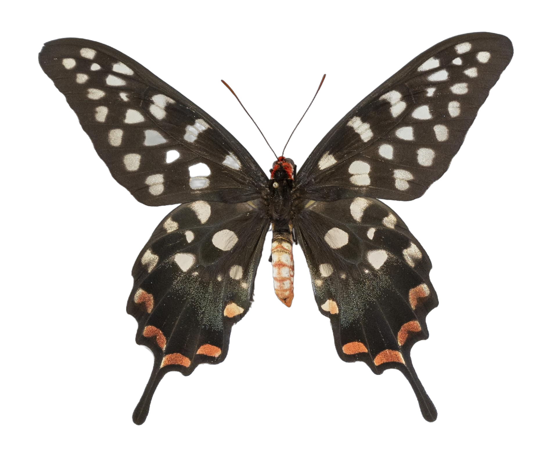 Pharmacophagus antenor — PAPILIONIDAE/PAPILIONINAE/Troidini/P antenor _DTR0450.jpg
