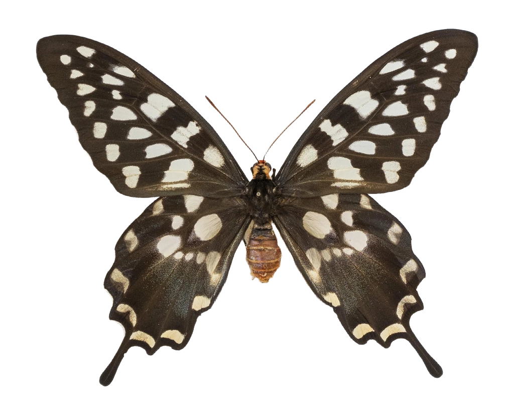 Pharmacophagus antenor — PAPILIONIDAE/PAPILIONINAE/Troidini/P antenor _DTR0450.jpg