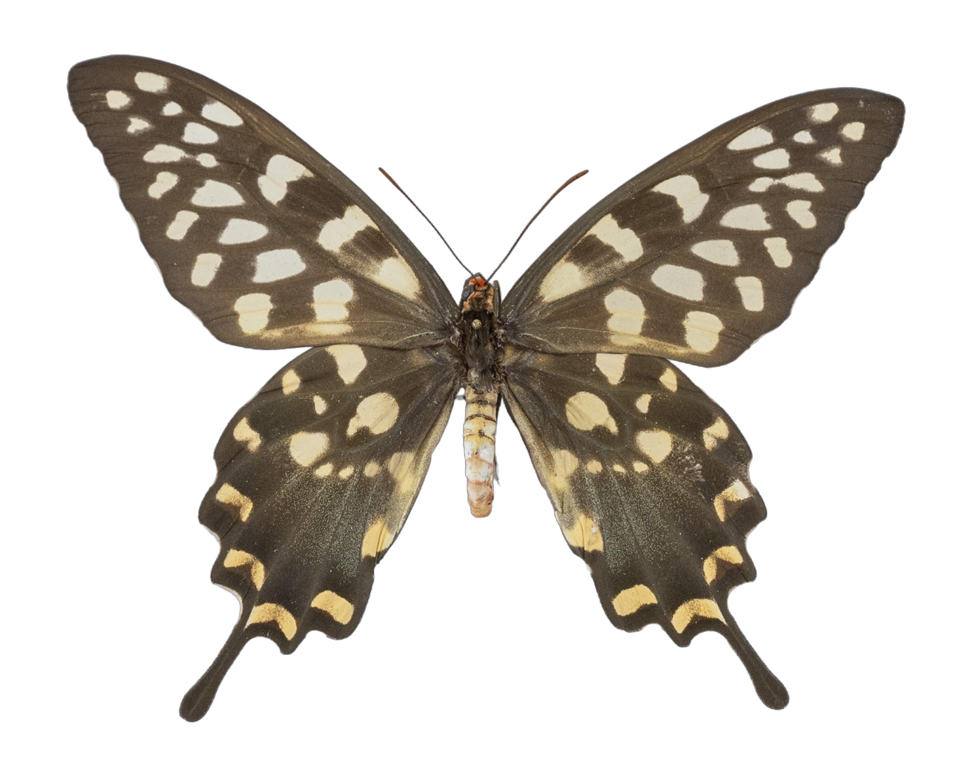 Pharmacophagus antenor — PAPILIONIDAE/PAPILIONINAE/Troidini/P antenor _DTR0450.jpg