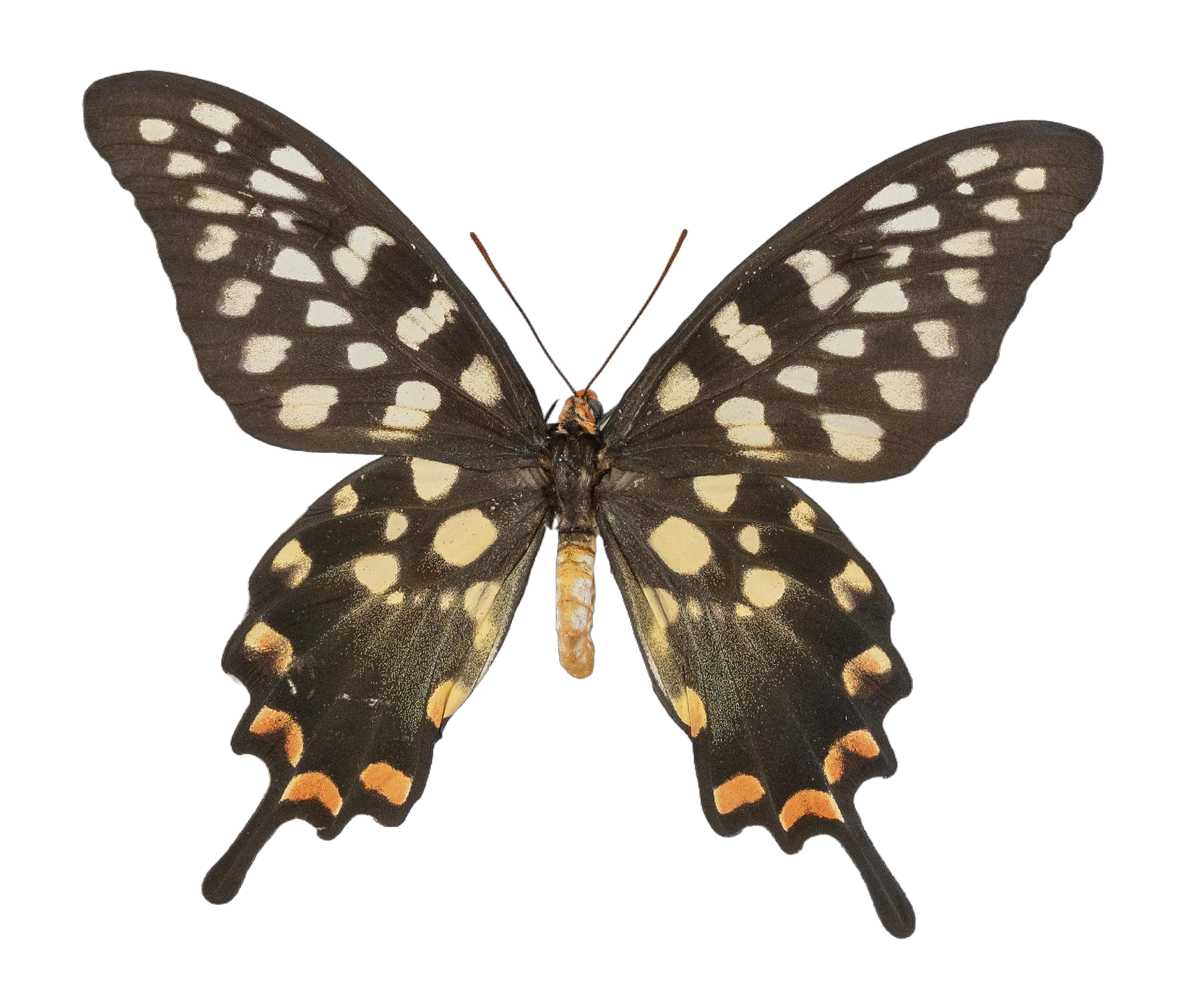 Pharmacophagus antenor — PAPILIONIDAE/PAPILIONINAE/Troidini/P antenor _DTR0450.jpg