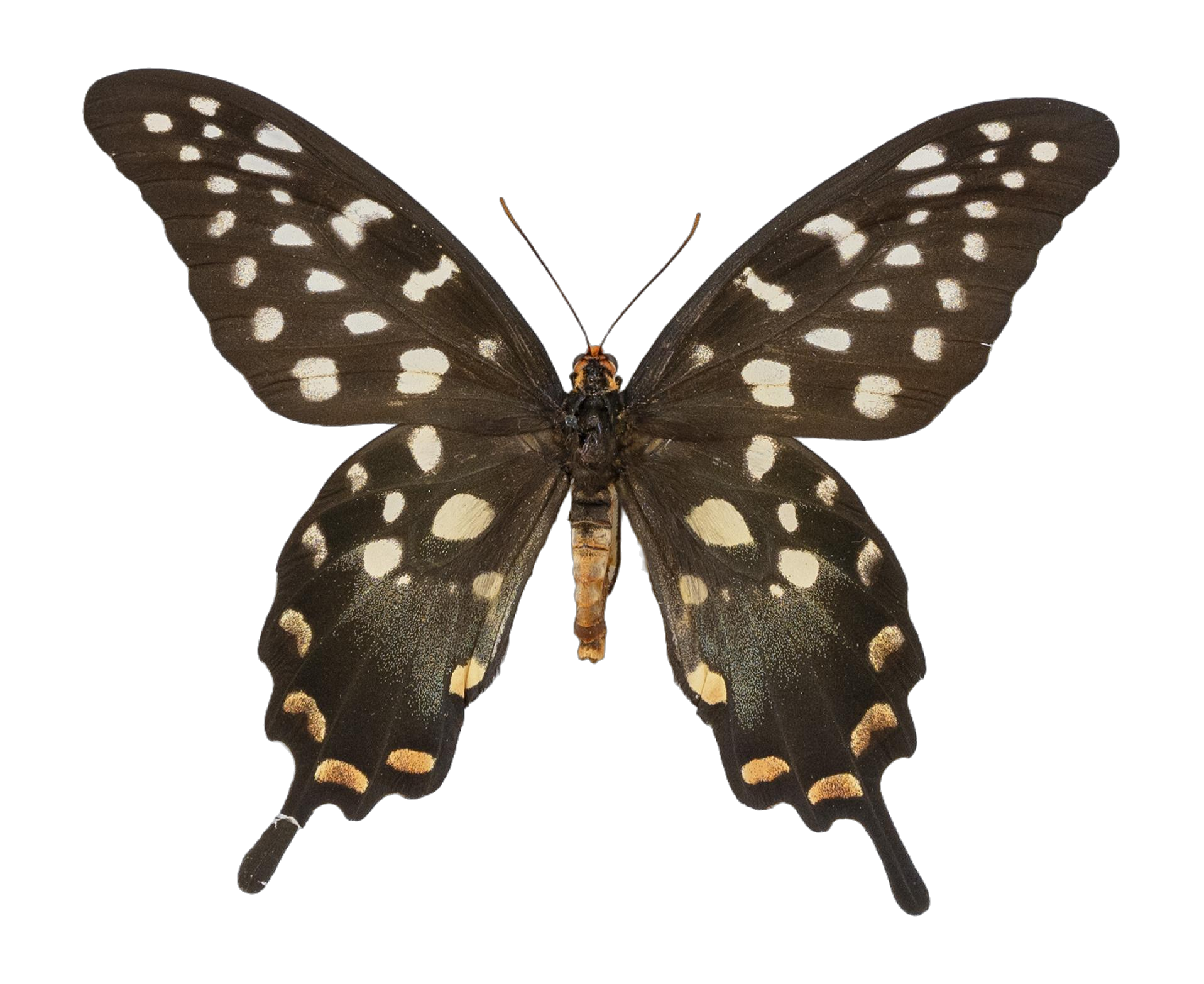 Pharmacophagus antenor — PAPILIONIDAE/PAPILIONINAE/Troidini/P antenor _DTR0450.jpg