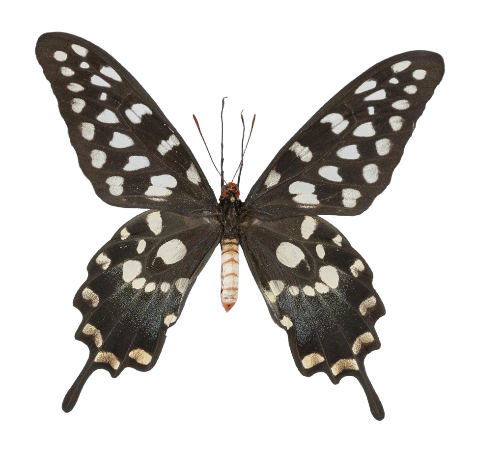 Pharmacophagus antenor — PAPILIONIDAE/PAPILIONINAE/Troidini/P antenor _DTR0450.jpg