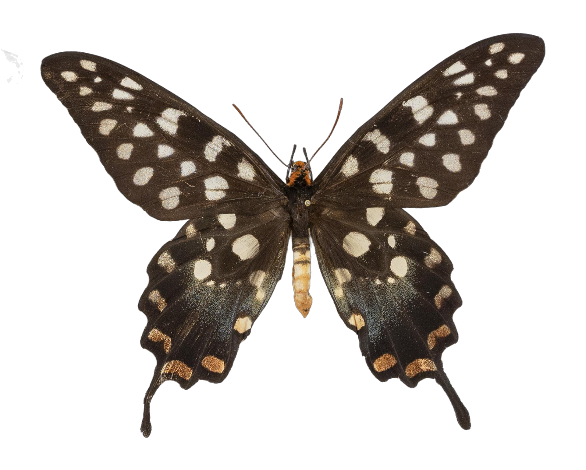 Pharmacophagus antenor — PAPILIONIDAE/PAPILIONINAE/Troidini/P antenor _DTR0450.jpg