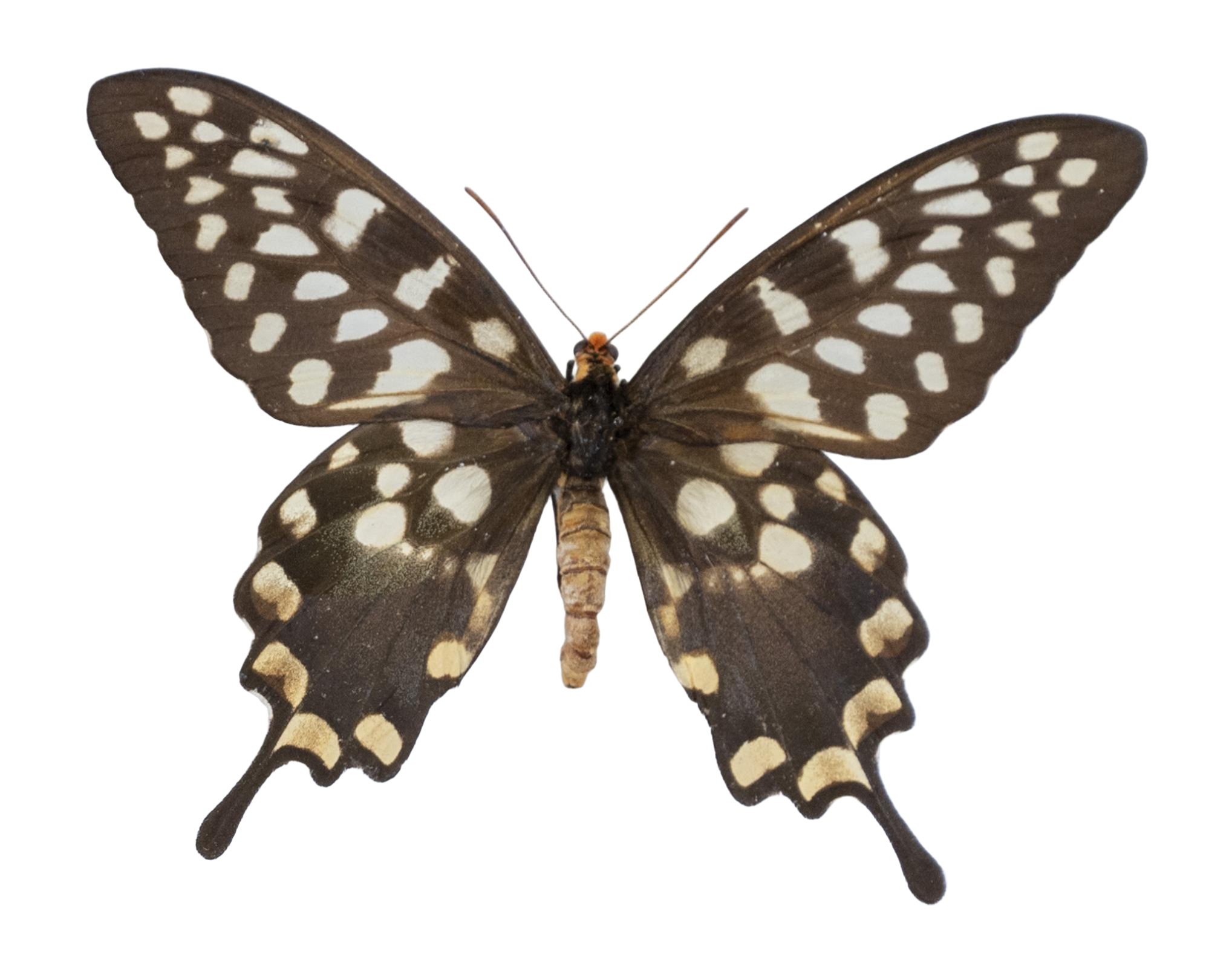 Pharmacophagus antenor — PAPILIONIDAE/PAPILIONINAE/Troidini/P antenor _DTR0450.jpg