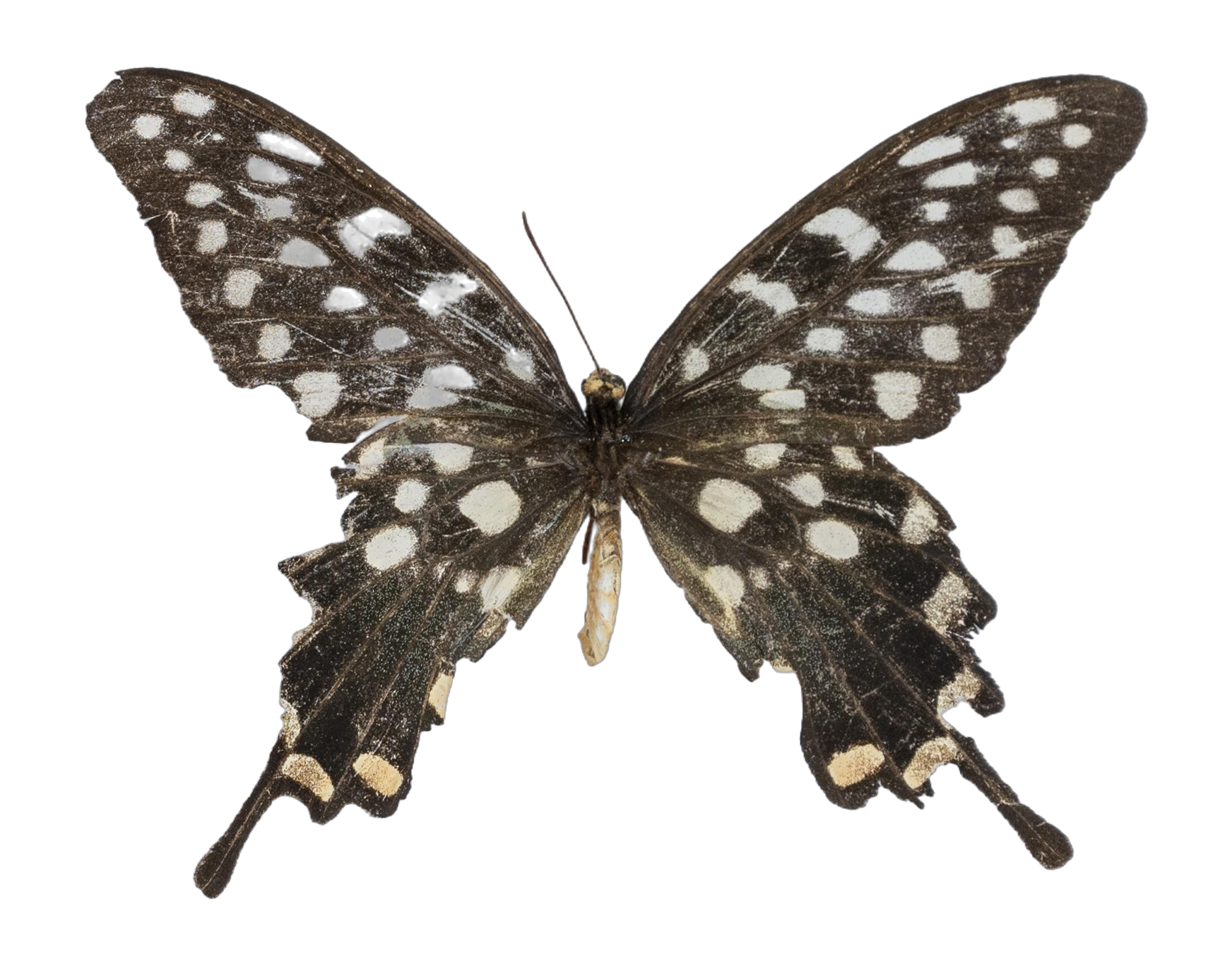 Pharmacophagus antenor — PAPILIONIDAE/PAPILIONINAE/Troidini/P antenor _DTR0450.jpg