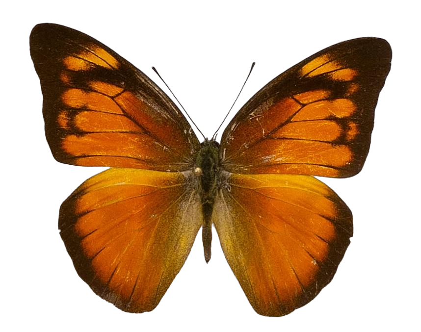 Appias nero figulina — PIERIDAE MARS 2026/Appias 6 _TDR5558.jpg