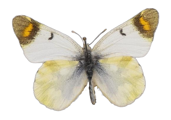 Zegris eupheme eupheme — PIERIDAE MARS 2026/Zegris _TDR5567.jpg