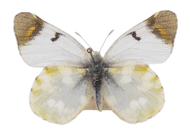 Zegris eupheme eupheme — PIERIDAE MARS 2026/Zegris _TDR5567.jpg