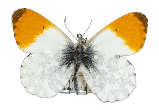 Anthocharis cardamines hesperides — PIERIDAE MARS 2026/Anthocharis 1 _DTR1172.jpg