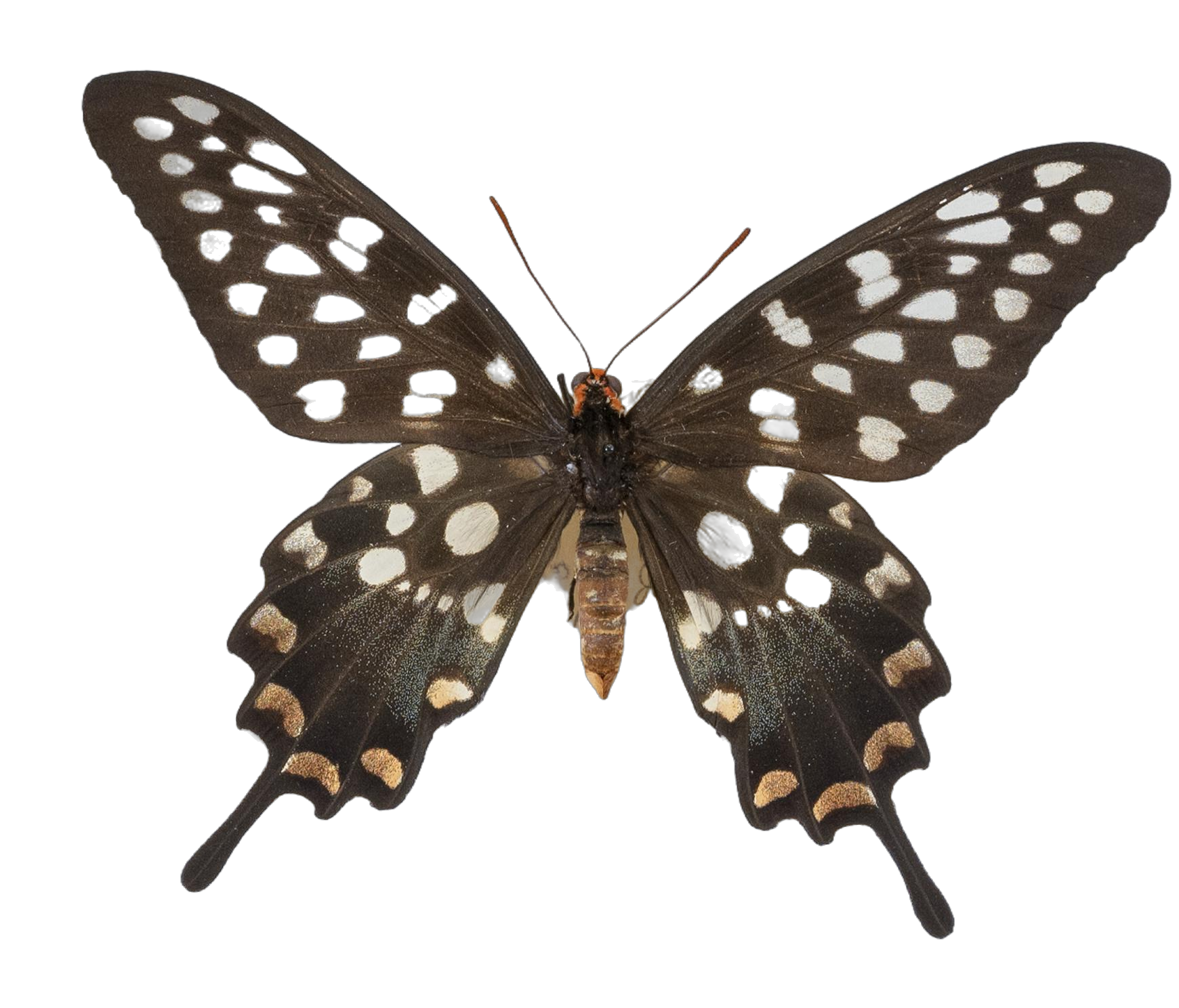 Pharmacophagus antenor — PAPILIONIDAE/PAPILIONINAE/Troidini/P antenor _DTR0450.jpg