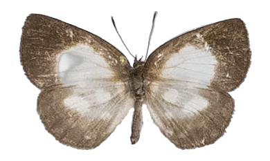 Falcuna hollandi suffusa — LYCAENIDAE/7 MINA AFRIKANSKA LYCAENIDER/Liptenini_DTR1183.jpg