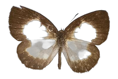 Falcuna orientalis — LYCAENIDAE/7 MINA AFRIKANSKA LYCAENIDER/Liptenini_DTR1183.jpg