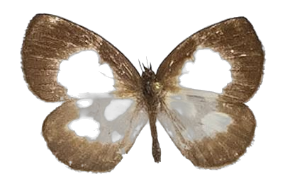 Falcuna orientalis — LYCAENIDAE/7 MINA AFRIKANSKA LYCAENIDER/Liptenini_DTR1183.jpg
