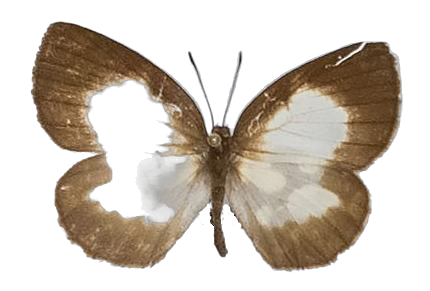 Falcuna orientalis — LYCAENIDAE/7 MINA AFRIKANSKA LYCAENIDER/Liptenini_DTR1183.jpg