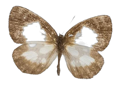 Falcuna orientalis — LYCAENIDAE/7 MINA AFRIKANSKA LYCAENIDER/Liptenini_DTR1183.jpg