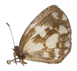 Falcuna orientalis — LYCAENIDAE/7 MINA AFRIKANSKA LYCAENIDER/Liptenini_DTR1183.jpg
