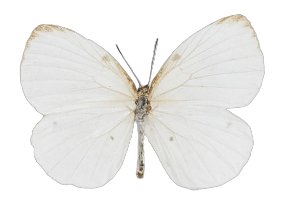 Larinopoda lircaea — LYCAENIDAE/7 MINA AFRIKANSKA LYCAENIDER/Liptenini_DTR1183.jpg