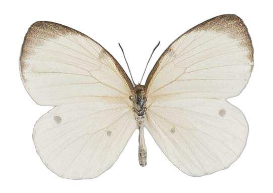 Larinopoda lircaea — LYCAENIDAE/7 MINA AFRIKANSKA LYCAENIDER/Liptenini_DTR1183.jpg