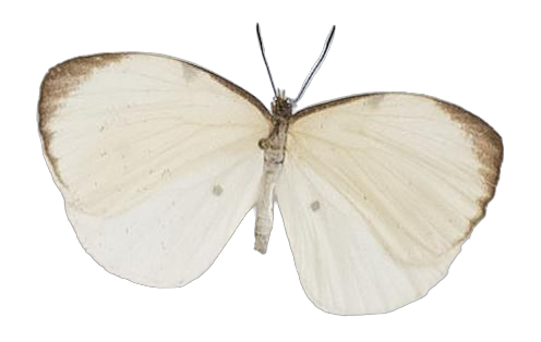 Larinopoda lircaea — LYCAENIDAE/7 MINA AFRIKANSKA LYCAENIDER/Liptenini_DTR1183.jpg