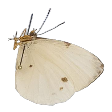 Larinopoda lircaea — LYCAENIDAE/7 MINA AFRIKANSKA LYCAENIDER/Liptenini_DTR1183.jpg