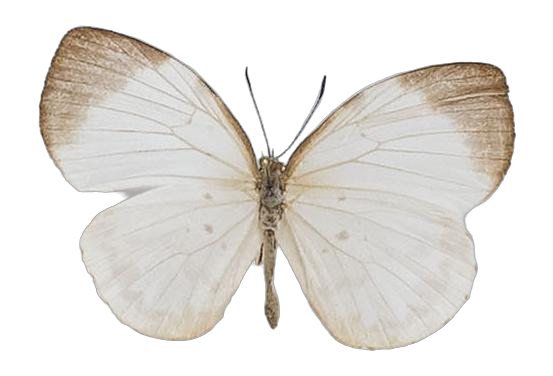 Larinopoda tera — LYCAENIDAE/7 MINA AFRIKANSKA LYCAENIDER/Liptenini_DTR1183.jpg