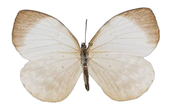 Larinopoda tera — LYCAENIDAE/7 MINA AFRIKANSKA LYCAENIDER/Liptenini_DTR1183.jpg