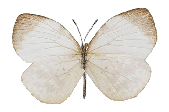 Larinopoda tera — LYCAENIDAE/7 MINA AFRIKANSKA LYCAENIDER/Liptenini_DTR1183.jpg
