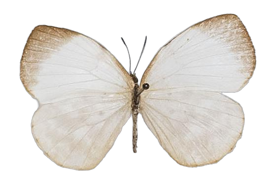 Larinopoda tera — LYCAENIDAE/7 MINA AFRIKANSKA LYCAENIDER/Liptenini_DTR1183.jpg