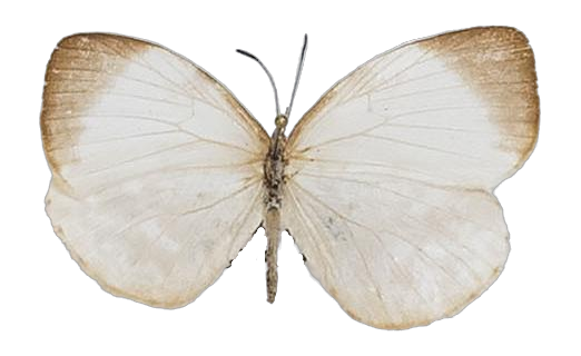Larinopoda tera — LYCAENIDAE/7 MINA AFRIKANSKA LYCAENIDER/Liptenini_DTR1183.jpg