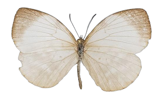 Larinopoda tera — LYCAENIDAE/7 MINA AFRIKANSKA LYCAENIDER/Liptenini_DTR1183.jpg