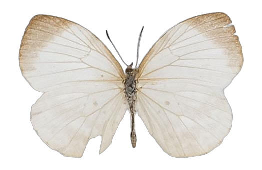 Larinopoda tera — LYCAENIDAE/7 MINA AFRIKANSKA LYCAENIDER/Liptenini_DTR1183.jpg