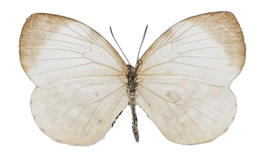 Larinopoda tera — LYCAENIDAE/7 MINA AFRIKANSKA LYCAENIDER/Liptenini_DTR1183.jpg
