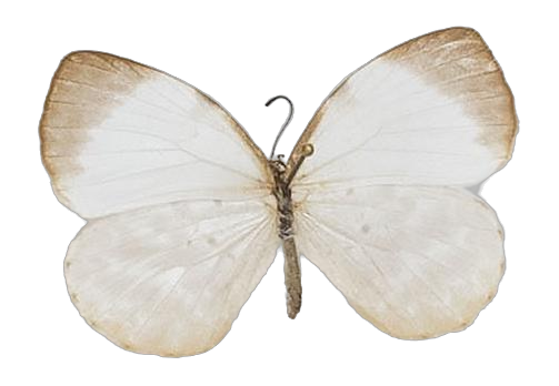 Larinopoda tera — LYCAENIDAE/7 MINA AFRIKANSKA LYCAENIDER/Liptenini_DTR1183.jpg