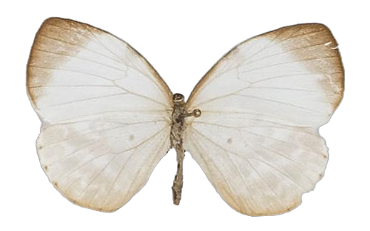 Larinopoda tera — LYCAENIDAE/7 MINA AFRIKANSKA LYCAENIDER/Liptenini_DTR1183.jpg