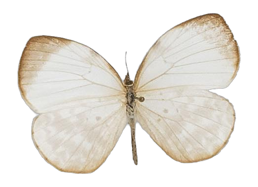 Larinopoda tera — LYCAENIDAE/7 MINA AFRIKANSKA LYCAENIDER/Liptenini_DTR1183.jpg