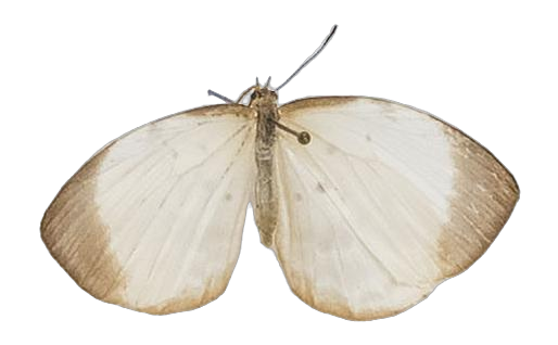 Larinopoda tera — LYCAENIDAE/7 MINA AFRIKANSKA LYCAENIDER/Liptenini_DTR1183.jpg