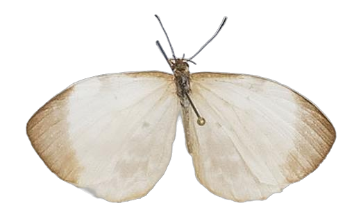 Larinopoda tera — LYCAENIDAE/7 MINA AFRIKANSKA LYCAENIDER/Liptenini_DTR1183.jpg