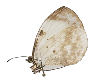 Larinopoda tera — LYCAENIDAE/7 MINA AFRIKANSKA LYCAENIDER/Liptenini_DTR1183.jpg