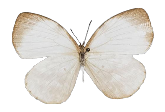 Larinopoda tera — LYCAENIDAE/7 MINA AFRIKANSKA LYCAENIDER/Liptenini_DTR1183.jpg