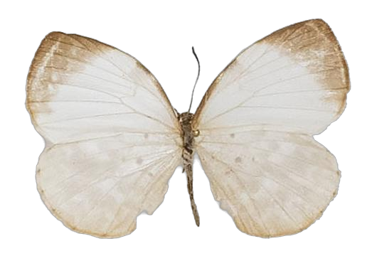 Larinopoda tera — LYCAENIDAE/7 MINA AFRIKANSKA LYCAENIDER/Liptenini_DTR1183.jpg